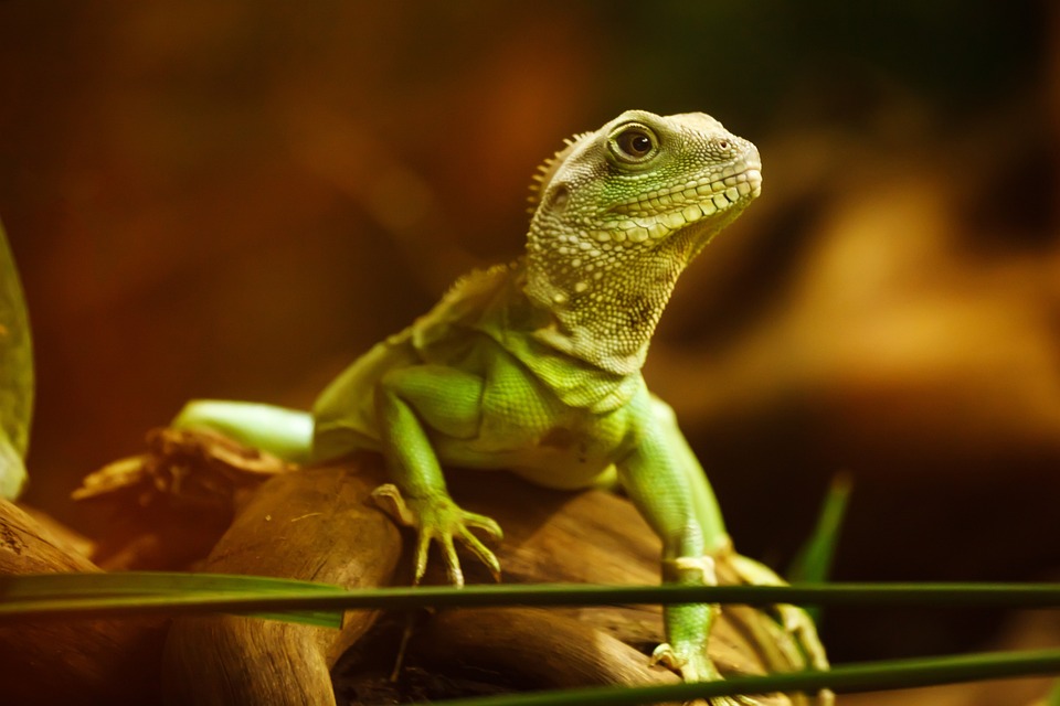 6 Characteristics of Reptiles